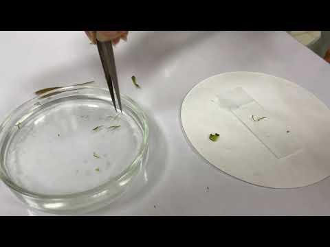 Видео: Методика изготовления временного микропрепарата поперечный срез коры