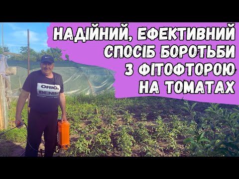 Видео: Надійний, ефективний спосіб боротьби з фітофторою на томатах