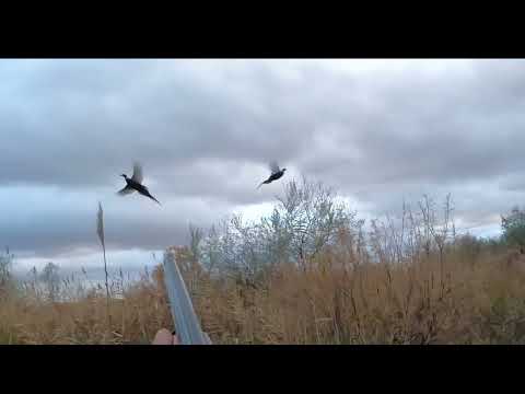 Видео: кыргауылга аншылык нагашыммен сырдын бойына охота на фазана