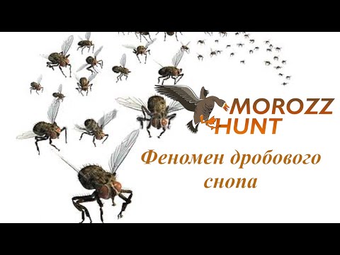 Видео: Феномен дробового снопа! Поговорим о длине этого самого снопа!