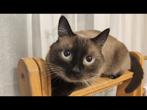 Видео: как соединить три плинтуса в одном углу