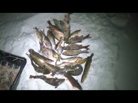 Видео: Ещё одна удачная проверка \ НАЛИМ зашевелился \ Ночь в избушке