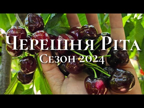 Видео: Черешня Ріта.Ранні сорти черешні.