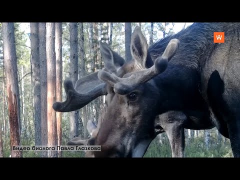 Видео: Программа «Город. Новости по-выборгски» от 19 сентября 2024 года