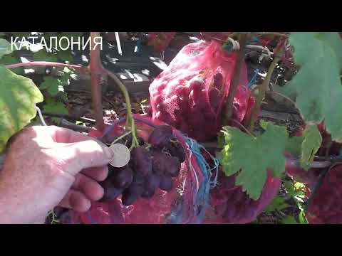 Видео: Венус сидлисс,к-ш Бесподобный,Басанти,Абрикосовый,Каталония,Белый Хрусталь,Дебют,Галицин,Да Винчи