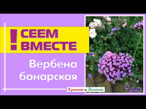 Видео: Посев ВЕРБЕНЫ БОНАРСКОЙ. Все тонкости и нюансы.