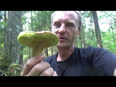 Видео: Множество Белых грибов.100 Белых грибов за два часа.