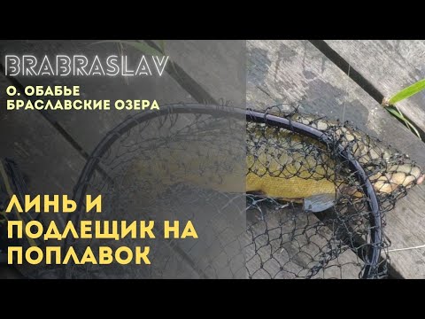 Видео: Линь и подлещик на поплавок на о. Обабье