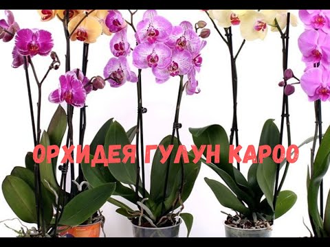 Видео: Орхидея гулун суугаруу кароо жолу 👆