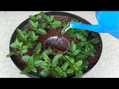 Видео: Эту технику выращивания огорода в горшке должна знать каждая женщина (Очень просто)