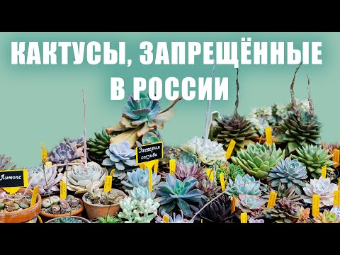 Видео: Кактусы и суккуленты — дорогие, запрещённые и высокие / Ботанический сад-институт ДВО РАН