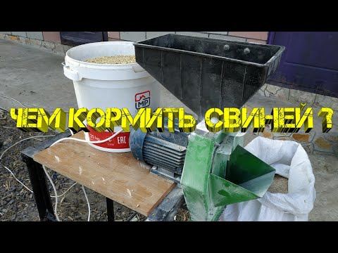 Видео: Приготовление корма для свиней. Кормление поросят ✅