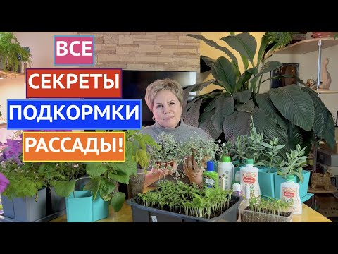 Видео: НЕПРАВИЛЬНЫЕ ПОДКОРМКИ МОГУТ БЫТЬ ОПАСНЫ! КАК, ЧЕМ И КОГДА КОРМИТЬ РАССАДУ!