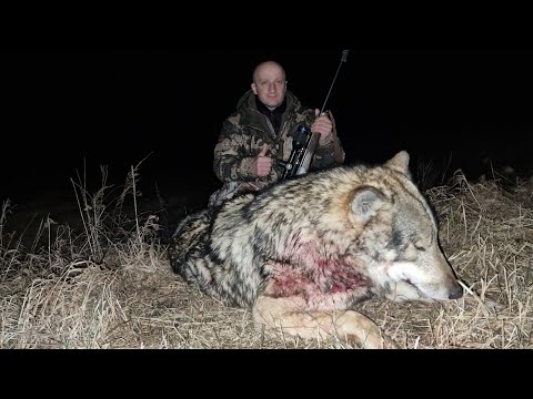 Видео: Охота на волка 🐺! Wolf hunting! Ваба + Привада! Два волка, за два дня охоты!