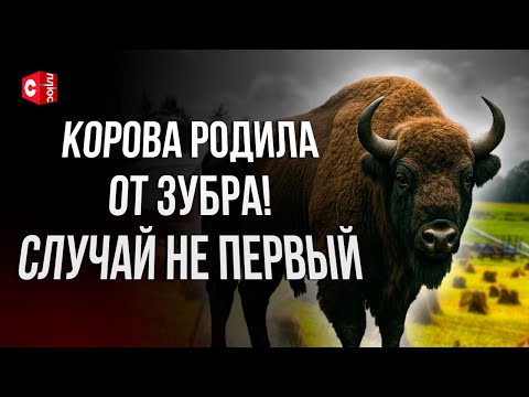 Видео: Корова РОДИЛА ОТ ЗУБРА! ЧП или чудо? | Необычная история любви в Беларуси | Знаменитый телёнок