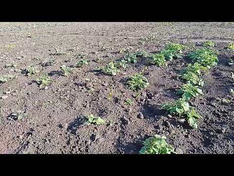 Видео: Секрети підгортання картоплі: Вплив на урожай та як ми підгортаємо картоплю