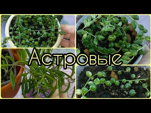 Видео: Крестовник Роули вариегатный🌱Геррейна🌸Оттона🌱Уход🌸Полив🌱Освещение🌸Грунт🌱Пересадка🌸Размножение🌱