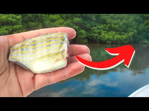 Видео: Один из лучших способов поймать морского окуня — закинуть наживку под мангровые заросли