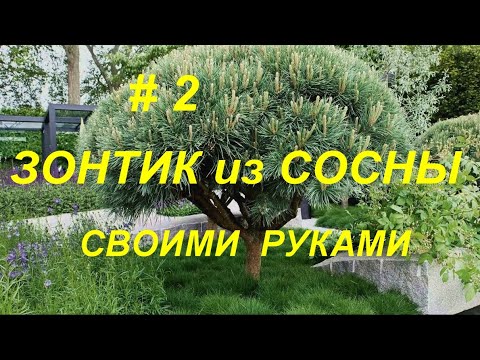 Видео: Ниваки. Зонтик на сосне. Часть #2