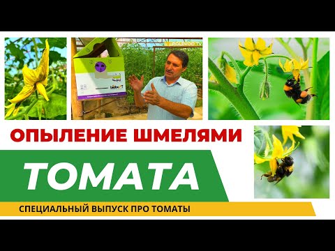 Видео: ЧЕМ ОПЫЛЯТЬ ТОМАТЫ?!  #опылениешмелями #опылениетоматов