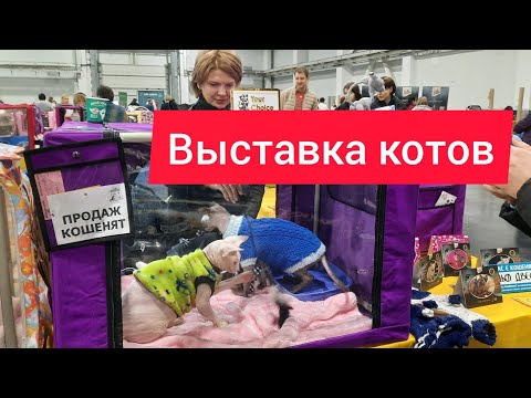 Видео: Выставка котов в Киеве! Очень дорогие породы котиков сфинксы, мейн-куны!