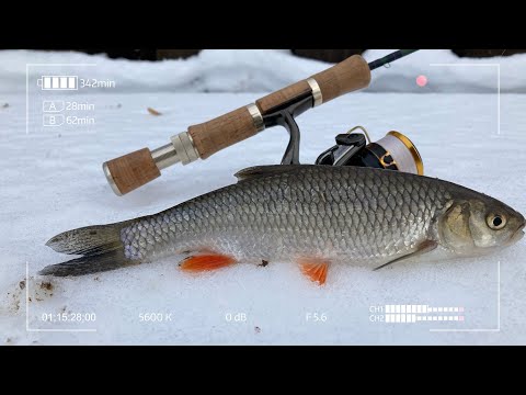 Видео: Ты узнаешь Его по поклёвке среди стаи Окуней.