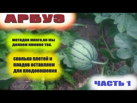 Видео: Как формируем куст арбуза.Обрезка плетей и нормировка плодов