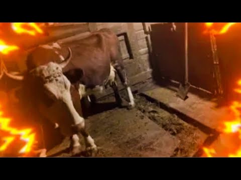 Видео: 🧑‍🌾Ранковий ХАОС.  Екстрофан  спрацював,✅ свиня прийшла в ОХОТУ💪