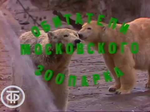 Видео: Утренняя почта № 10. "Зоопарк" | Утренняя почта (1983)