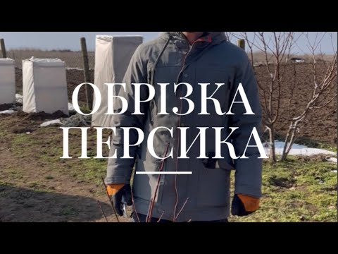 Видео: Обрізка персика веретеном та чашею