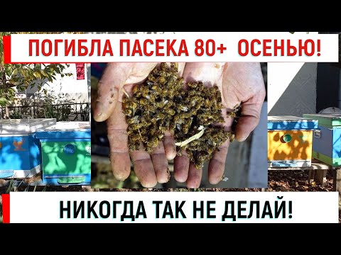 Видео: Погибла пасека осенью. НЕ ДЕЛАЙ ТАК!
