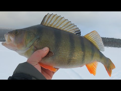 Видео: КИЛОГРАММОВЫЙ ГОРБАЧ СОБЛАЗНИЛСЯ ЧЁРТИКОМ !!!! Дикая раздача трофеев.