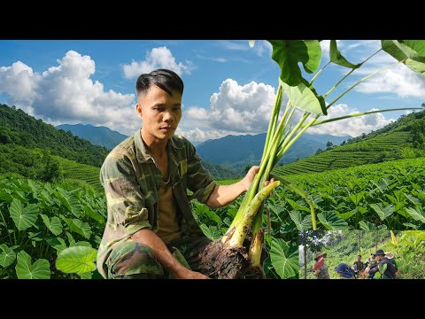 Видео: Небольшая деревня помогает друг другу копать картошку на вершине горы.