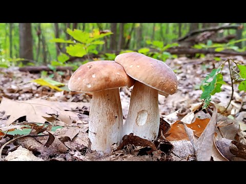 Видео: ГРИБНИК ЗНАЙШОВ ЗАЧАРОВАНИЙ ЛІС ЗАСІЯНИЙ ГРИБАМИ 🍄‍🟫 Білі Гриби, Підберезники та Польські Гриби