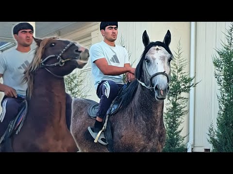 Видео: БУРУЛ ТОЙ 2 ЁШ ОК ЁЛ ОТНИ ЛИНИЯСИ КУЧЛИ ДЕЙДИ..#Horse #Otlar #Otlar #Otsotiladi..