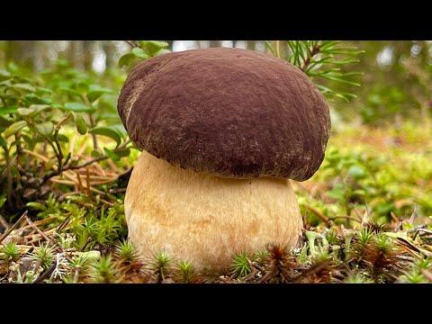 Видео: Я в ШОКЕ! Белые Грибы БОРОВИКИ взяли В ПЛЕН! Такого ЧУДА встретить НЕ ОЖИДАЛ! Карелия 2023