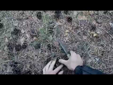 Видео: Поиск и сбор груздей