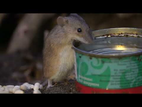 Видео: Мыши в сумерках / Mice at dusk