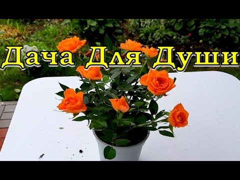 Видео: Купили КОМНАТНУЮ  РОЗУ - срочно  в САД!🌹🌹🌹