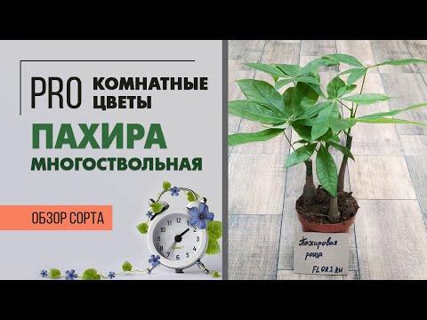 Видео: Пахира многоствольная - самое при самое неприхотливое комнатное растение