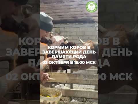 Видео: 02 октября кормим коров