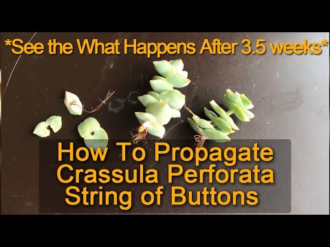Видео: Как правильно размножить толстянку продырявленную (Crassula Perforata) с помощью стеблевых черенков