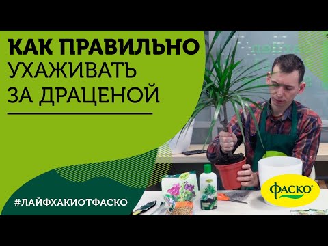 Видео: Как правильно ухаживать за драценой