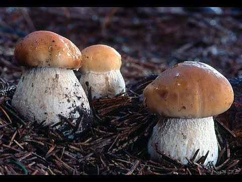 Видео: БЕЛЫЕ ГРИБЫ!Их тьма тьмущая,но неожиданная встреча ......