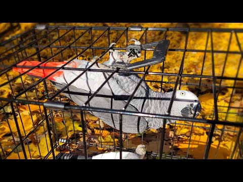 Видео: СТРАШНО! Джокер ВПЕРВЫЕ НА ПРОГУЛКЕ и уже нашёл подружку...