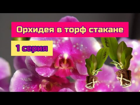 Видео: Орхидея фаленопсис в торф стакане что с ней делать ? Адаптация, пересадка . Орхидеи от @zeboorhids 