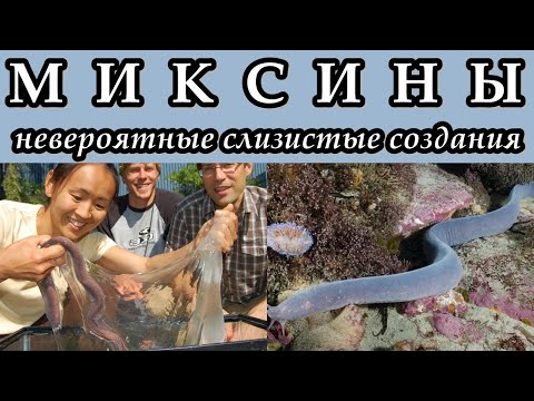 Видео: МИКСИНЫ - Невероятно слизистые создания