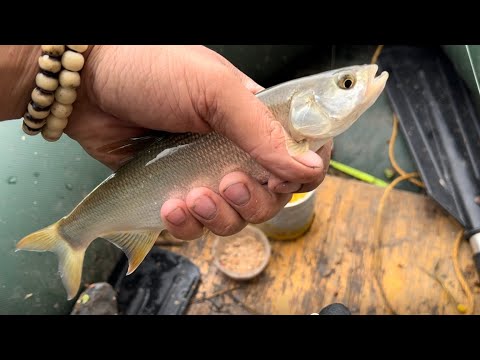 Видео: Охота на Язя и Щуку🎣