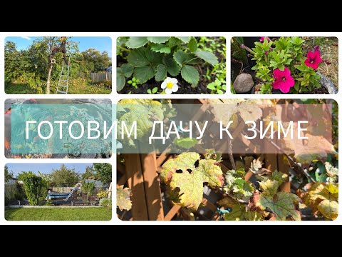 Видео: ОБРАБОТКА РОЗ🥀ОБРЕЗКА ДЕРЕВЬЕВ. УДАЛИЛИ ВИНОГРАД #надаче#осень#обрезка#германия#готовимсякзиме