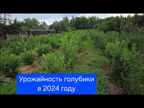 Видео: Итоги сезона голубики 2024 / Голубика 25 Июля